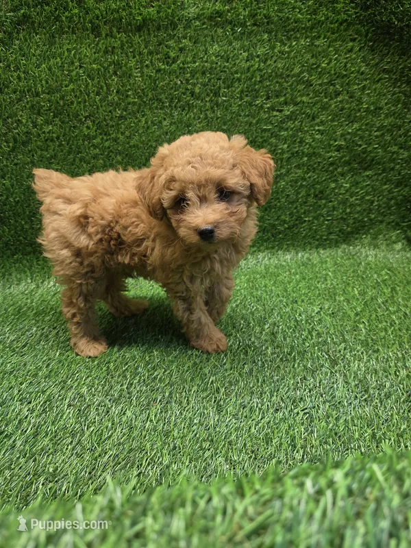 Gunner – Poodle - Toy  puppy for sale in Adairsville, GA