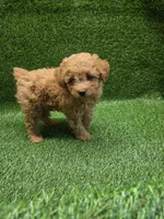 Gunner, a male Poodle - Toy  for sale in Adairsville, GA – 1 of 6