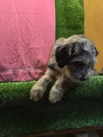 Foxy, a female Goldendoodle for sale in Adairsville, GA – 9 of 9