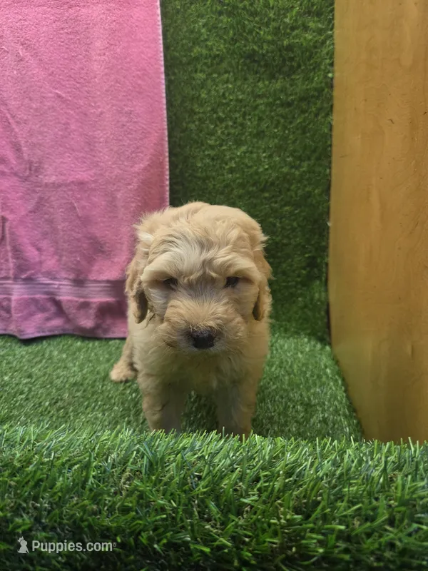 Dolly, a female Goldendoodle for sale in Adairsville, GA – 1 of 6