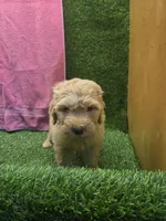 Dolly, a female Goldendoodle for sale in Adairsville, GA – 1 of 6