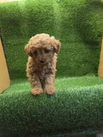 Gunner, a male Poodle - Toy  for sale in Adairsville, GA – 5 of 6