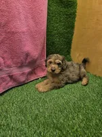 Bubbles, a female Goldendoodle for sale in Adairsville, GA – 2 of 6
