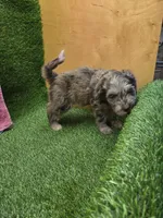 Foxy, a female Goldendoodle for sale in Adairsville, GA – 8 of 9