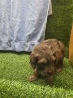 Boomer, a male Goldendoodle for sale in Adairsville, GA – 8 of 9