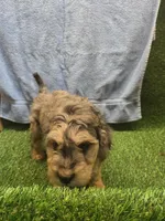Flash, a male Goldendoodle for sale in Adairsville, GA – 9 of 9