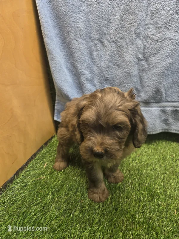 Boomer – Goldendoodle puppy for sale in Adairsville, GA