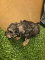 Gunner, a male Goldendoodle for sale in Adairsville, GA – 7 of 9