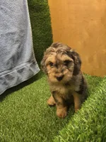 Flash, a male Goldendoodle for sale in Adairsville, GA – 8 of 9