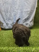 Diesel, a male Goldendoodle for sale in Adairsville, GA – 6 of 7