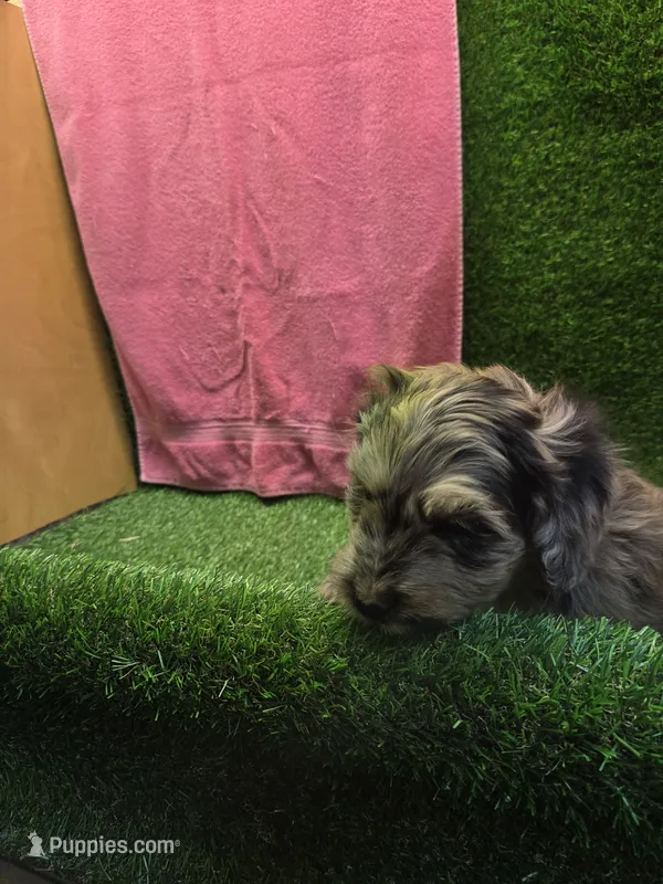 Foxy – Goldendoodle puppy for sale in Adairsville, GA