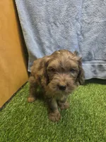 Boomer, a male Goldendoodle for sale in Adairsville, GA – 2 of 9