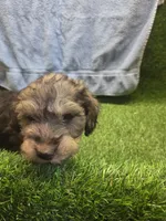 Gunner, a male Goldendoodle for sale in Adairsville, GA – 2 of 9