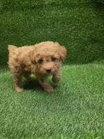 Gunner, a male Poodle - Toy  for sale in Adairsville, GA – 4 of 6