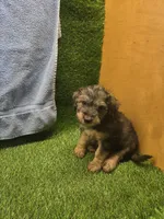 Gunner, a male Goldendoodle for sale in Adairsville, GA – 9 of 9