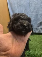 Diesel, a male Goldendoodle for sale in Adairsville, GA – 4 of 7