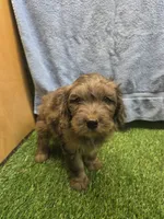 Boomer, a male Goldendoodle for sale in Adairsville, GA – 3 of 9