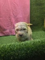 Dolly, a female Goldendoodle for sale in Adairsville, GA – 3 of 6