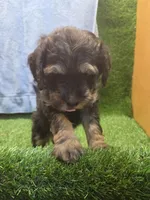 Colt, a male Goldendoodle for sale in Adairsville, GA – 2 of 9