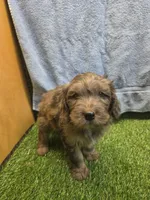 Boomer, a male Goldendoodle for sale in Adairsville, GA – 5 of 9