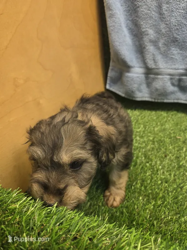 Gunner – Goldendoodle puppy for sale in Adairsville, GA