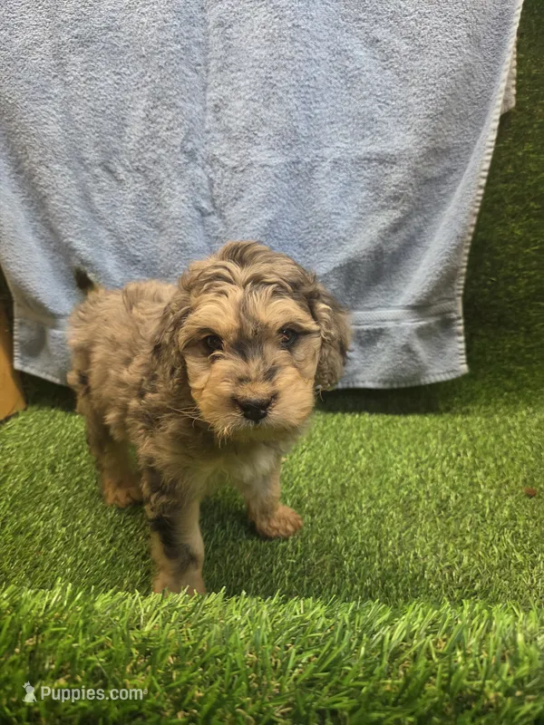 Flash – Goldendoodle puppy for sale in Adairsville, GA