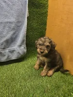 Gunner, a male Goldendoodle for sale in Adairsville, GA – 6 of 9