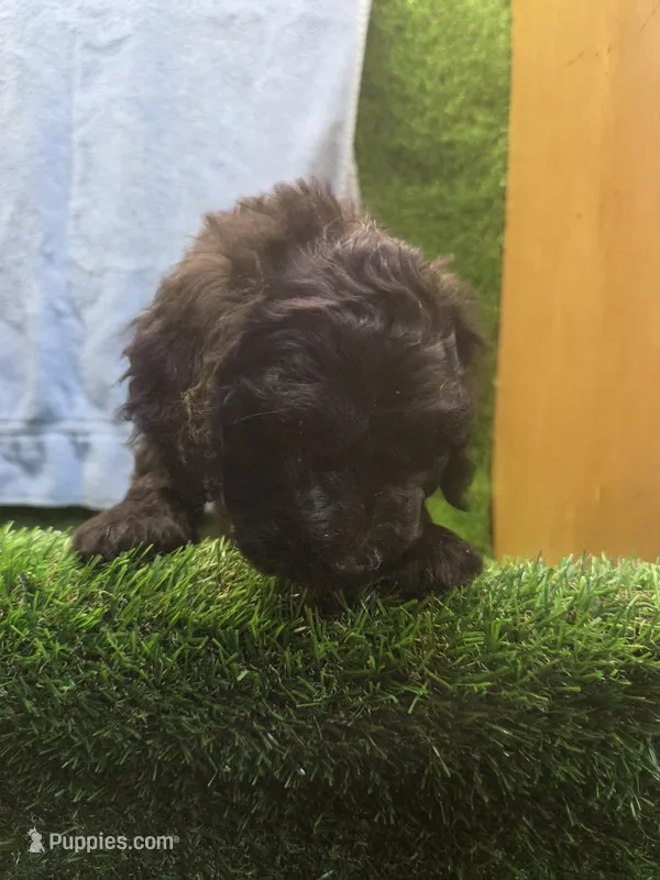 Diesel – Goldendoodle puppy for sale in Adairsville, GA