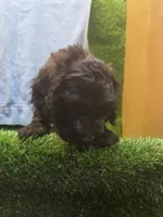 Diesel, a male Goldendoodle for sale in Adairsville, GA – 1 of 7