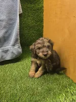 Gunner, a male Goldendoodle for sale in Adairsville, GA – 8 of 9