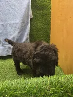 Diesel, a male Goldendoodle for sale in Adairsville, GA – 5 of 7