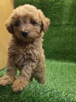 Gunner, a male Poodle - Toy  for sale in Adairsville, GA – 2 of 6