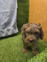 Boomer, a male Goldendoodle for sale in Adairsville, GA – 6 of 9