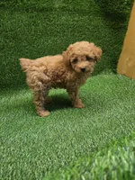 Gunner, a male Poodle - Toy  for sale in Adairsville, GA – 3 of 6