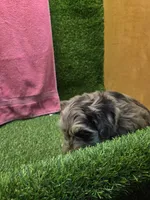 Foxy, a female Goldendoodle for sale in Adairsville, GA – 2 of 9