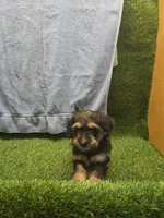 Colt, a male Goldendoodle for sale in Adairsville, GA – 8 of 9