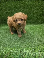 Gunner, a male Poodle - Toy  for sale in Adairsville, GA – 6 of 6