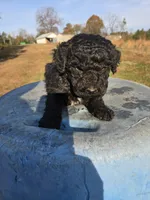 Blitzen, a male Goldendoodle for sale in Adairsville, GA – Photo 4 of 6