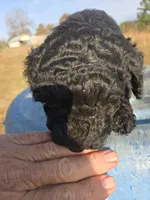 Blitzen, a male Goldendoodle for sale in Adairsville, GA – Photo 1 of 6