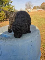 Blitzen, a male Goldendoodle for sale in Adairsville, GA – Photo 5 of 6
