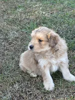 Comet, a male Goldendoodle for sale in Adairsville, GA – Photo 8 of 10