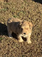 Comet, a male Goldendoodle for sale in Adairsville, GA – Photo 9 of 10
