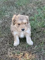 Comet, a male Goldendoodle for sale in Adairsville, GA – Photo 2 of 10