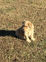 Comet, a male Goldendoodle for sale in Adairsville, GA – Photo 10 of 10