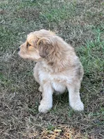 Comet, a male Goldendoodle for sale in Adairsville, GA – Photo 4 of 10