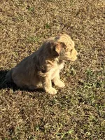 Comet, a male Goldendoodle for sale in Adairsville, GA – Photo 6 of 10