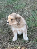 Comet, a male Goldendoodle for sale in Adairsville, GA – Photo 7 of 10