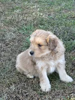 Comet, a male Goldendoodle for sale in Adairsville, GA – Photo 3 of 10