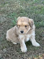 Comet, a male Goldendoodle for sale in Adairsville, GA – Photo 5 of 10