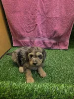 Bubbles, a female Goldendoodle for sale in Adairsville, GA – 3 of 6